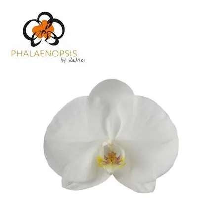 Orchidey (Orchids)