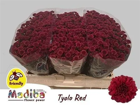 Sant Mad Red Tyolo 55 cm