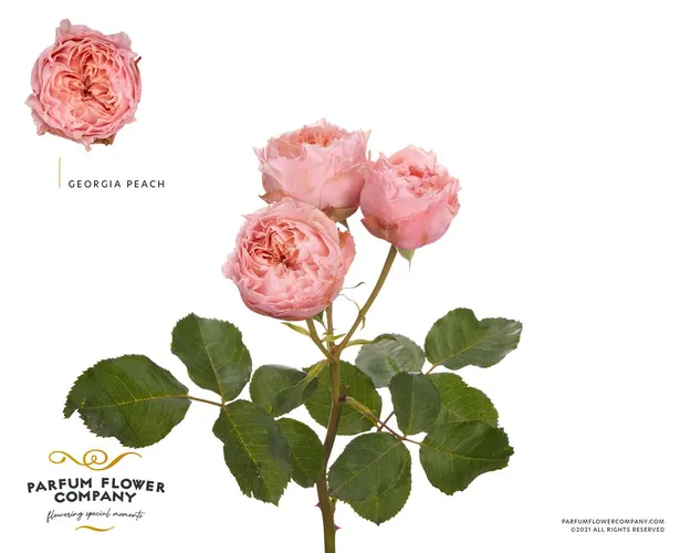 Rosa Spray Georgia Peach 50 cm