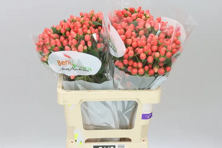 Hyperikum Mag Royal Princess 60 cm