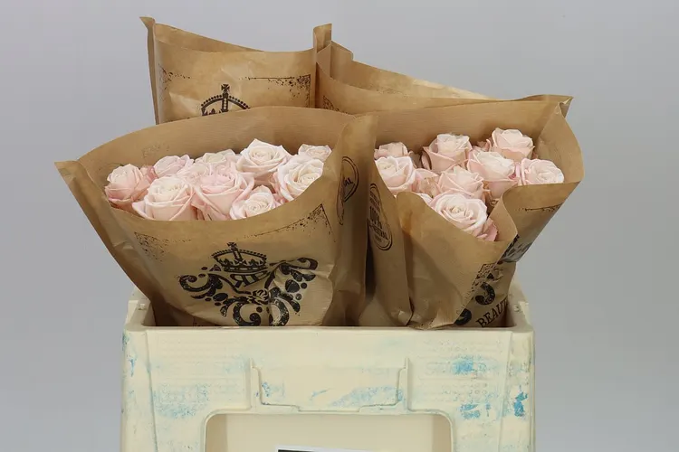 Rosa Gar Cafe 50 cm