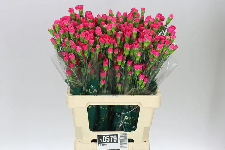 Karafiát trsový Cerise 65 cm