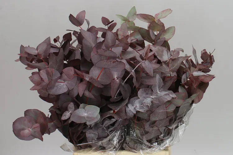 Cinerea Abs Red Short 55 cm