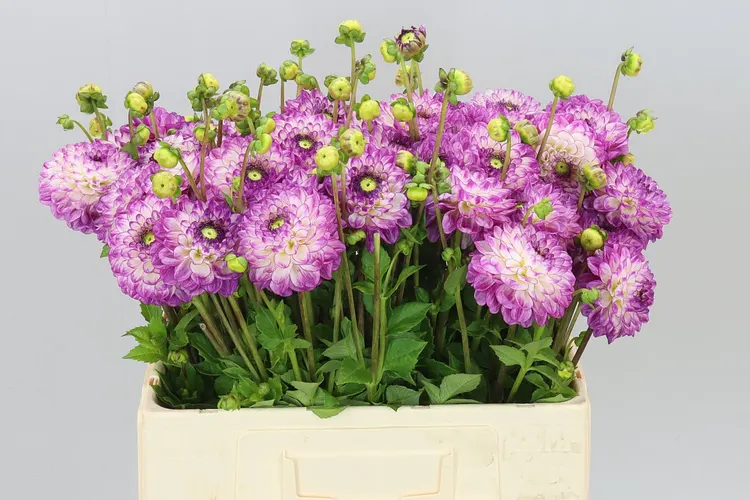Dahlia Cera's Corsage 50 cm