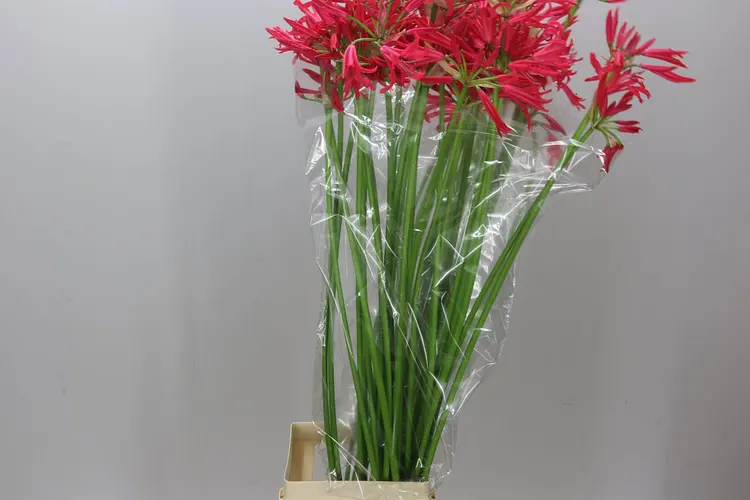 Nerine Co Desi Red Artistic 90 cm