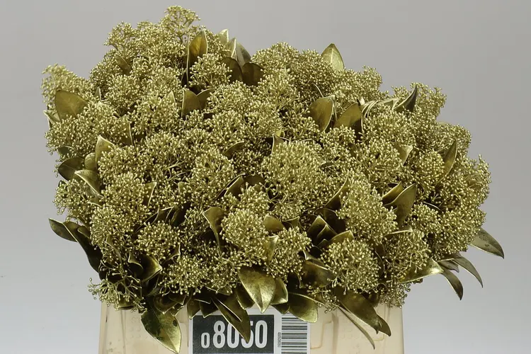Skimmia farbená Gold 45 cm