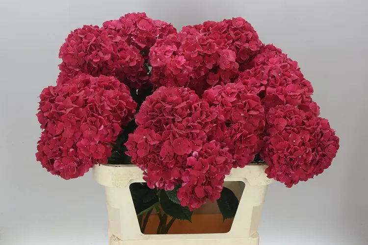 Hortenzia Ruby Red 80 cm