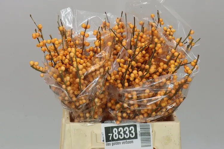 Ilex Golden Verboom 40 cm