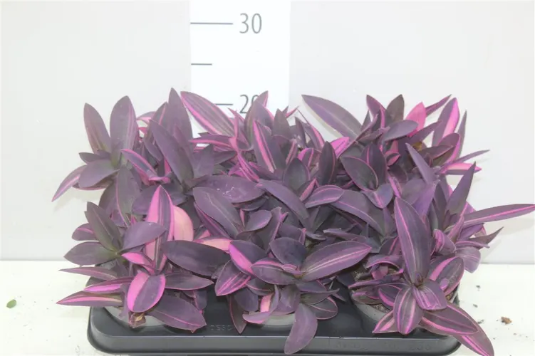 Tradescantia Pink Stripe črepník 12 cm