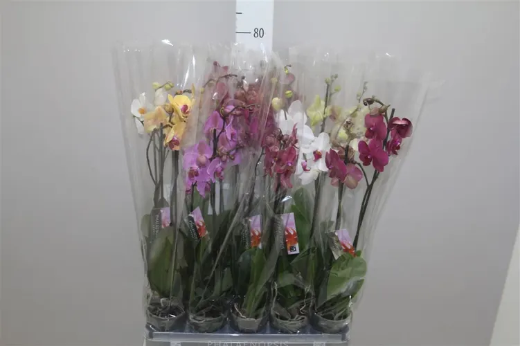 Orchidea Phalaenopsis mix 18+, 2 výhony črepník 12 cm