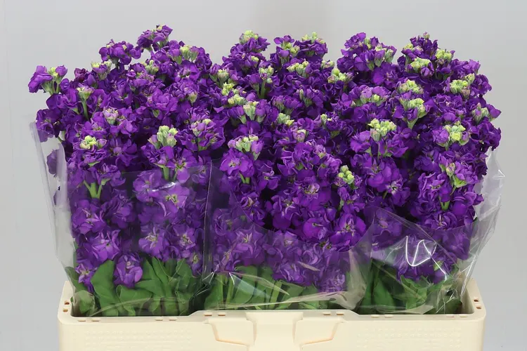 Matthiola Purple 56 cm