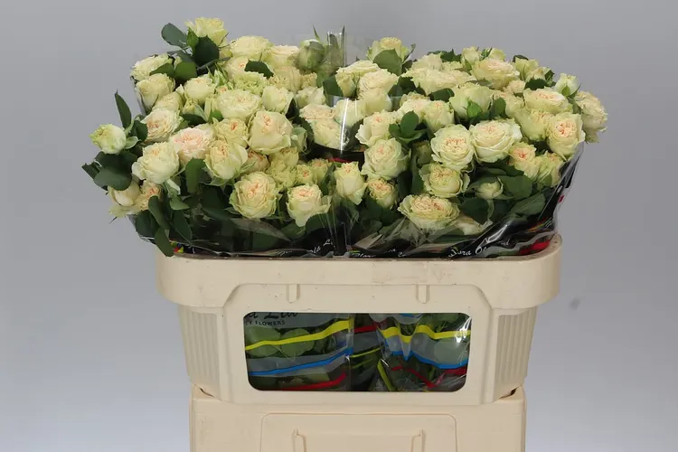 Rosa Tr Summerrose 60 cm