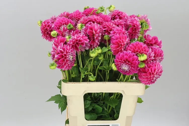 Dahlia Pitaya Baby 60 cm
