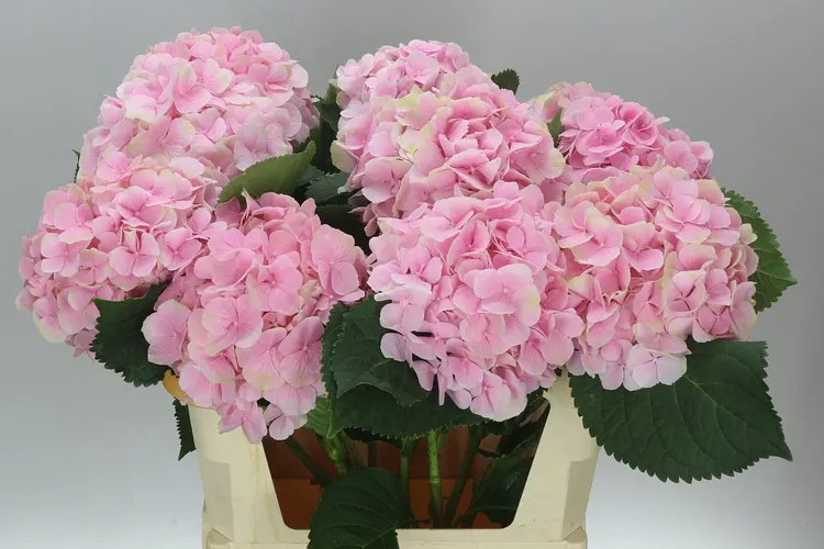 Hortenzia Verena Pink Pale 80 cm