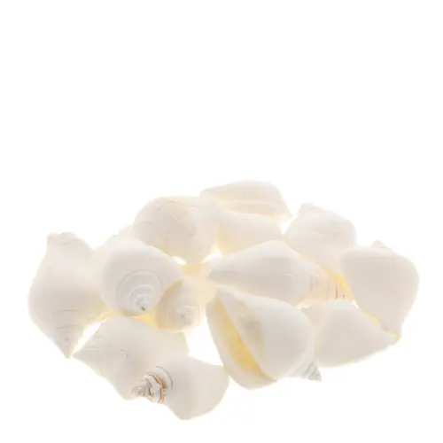 Mušľa Canarium biela 1 kg
