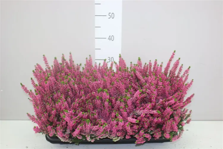 Vres Beauty Ladies ružový črepník 11 cm