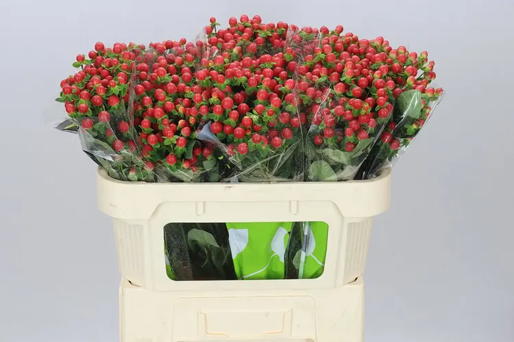 Hyperikum Tomato Flair 70 cm