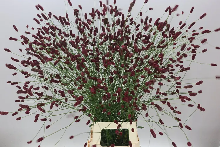 Sanguisorba Off Dark 100 cm