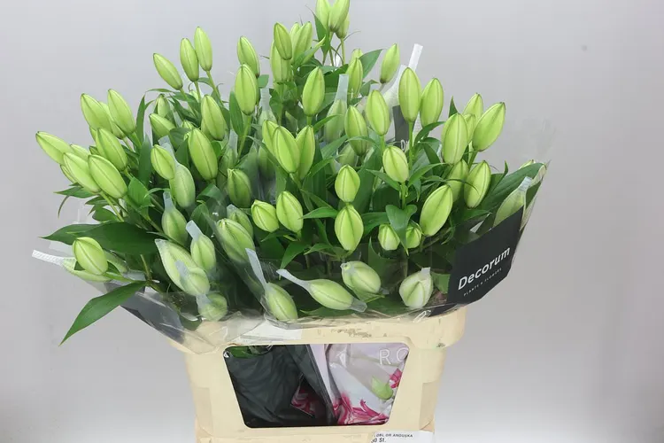 Lil Or Roselily Anouska ( Double ) 90 cm