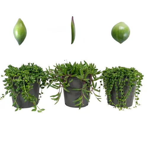 Senecio Mix (3 Soorten) - Rowleyanus, Herrianus En črepník 12 cm