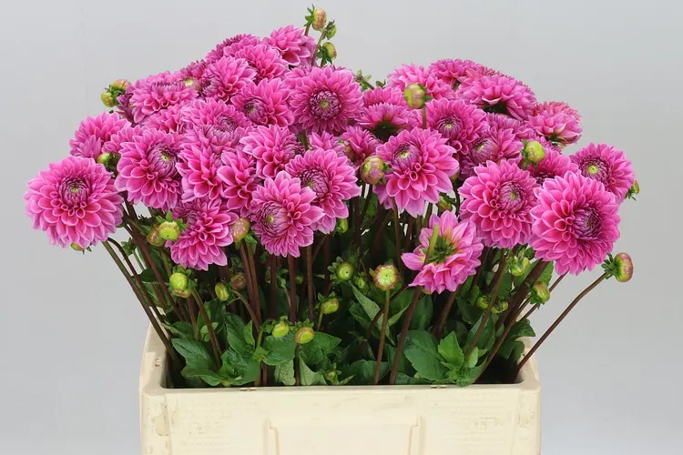 Dahlia Sandra 60 cm