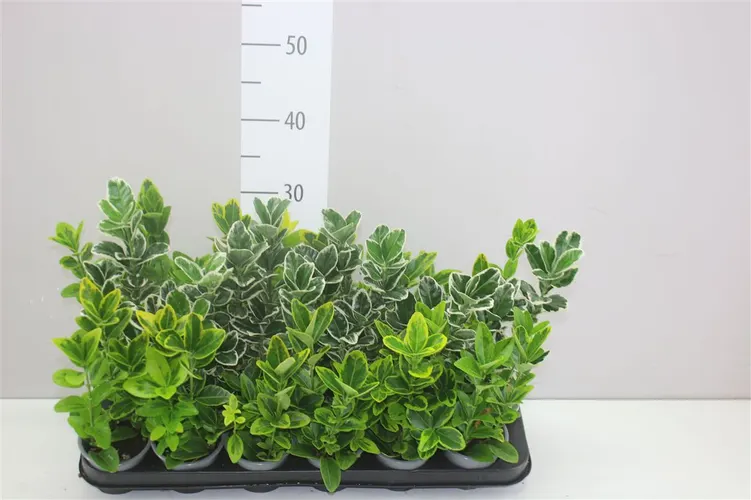 Euonymus Jap mix črepník 9 cm