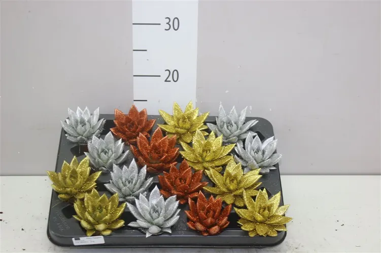 Echeveria Xmas mix + Glitter črepník 6 cm