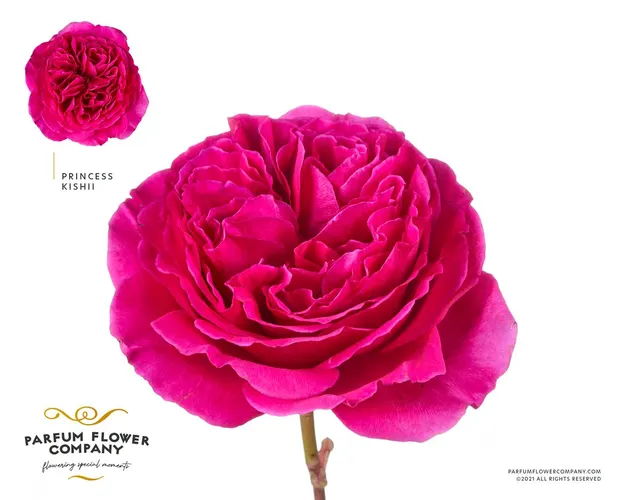 Rosa Gar Princess Kishi 50 cm