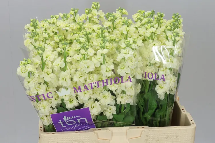 Matthiola Cream 55 cm