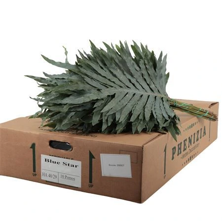 Phlebodium A Blue Star 75 cm