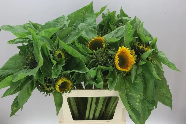 Helian A Sunrich Gold 80 cm