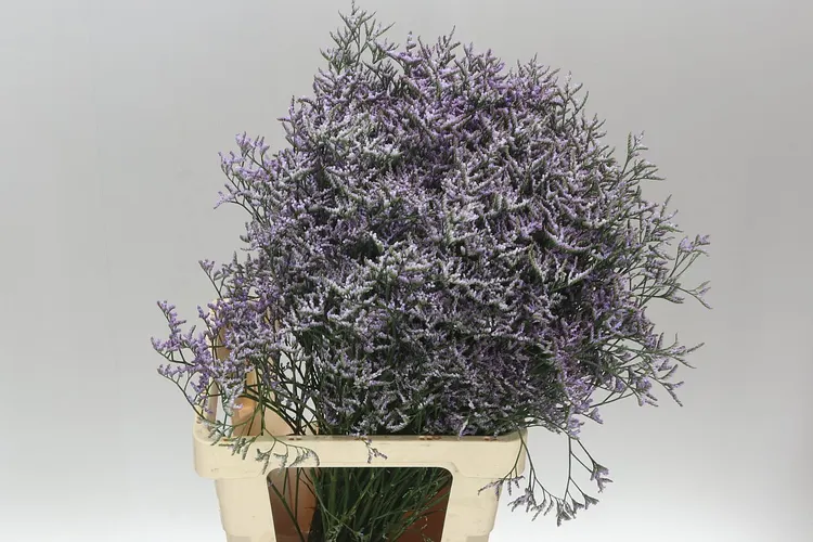 Limónium Saf Lilac 70 cm