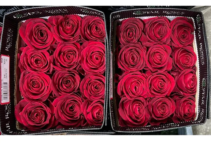Rosa Gr Ec Check Mate 50 cm
