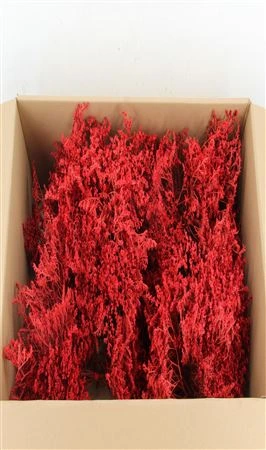 Tataricum Red 30 cm