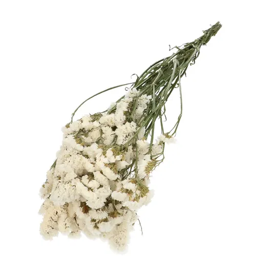 Sušený kvet Limonium statice biela 70 cm