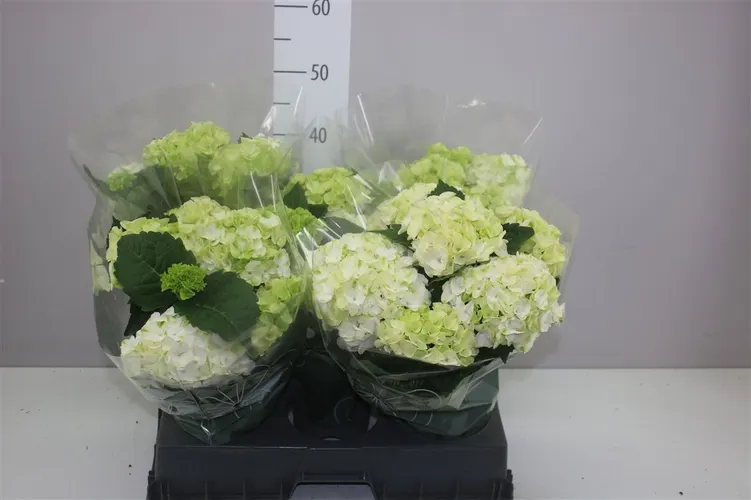 Hortenzia črepníková Hi Frost White 7-8 črepník 14 cm