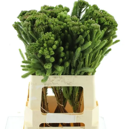 Kaaps Brunia Albigreen 60 cm