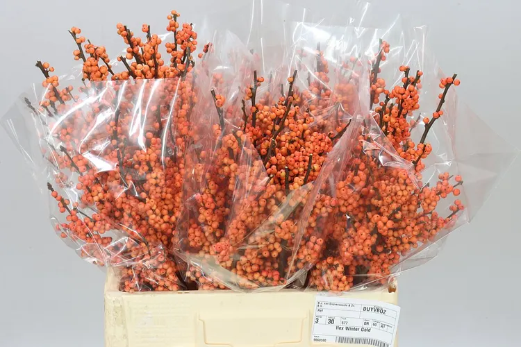 Ilex Winter Gold 60 cm