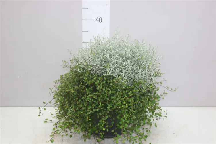 Calocephalus/muehlenbeckia X črepník 23 cm