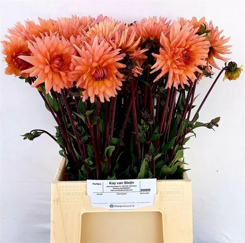 Dahlia Preference 55 cm