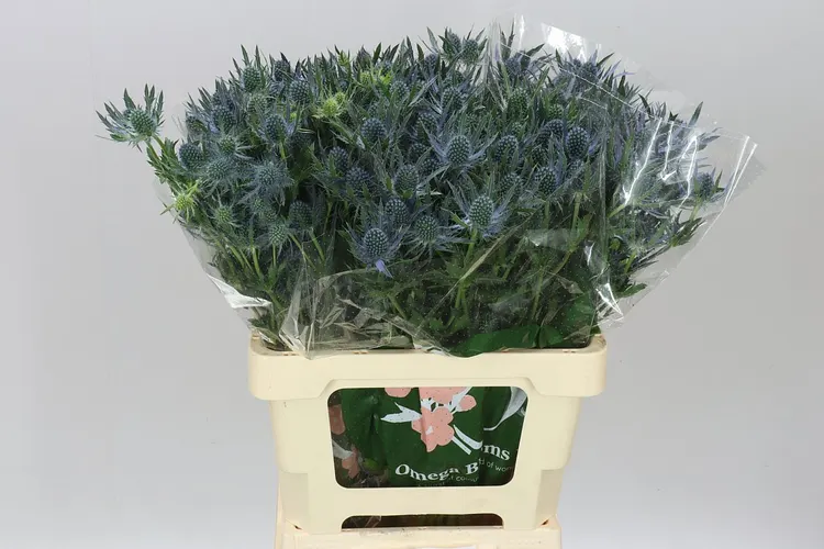 Eryngium Blue Lagoon 60 cm