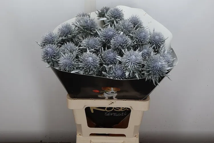 Eryngium / Kotúč