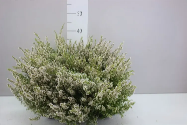 Erica Zo Gracilis Wit črepník 11 cm