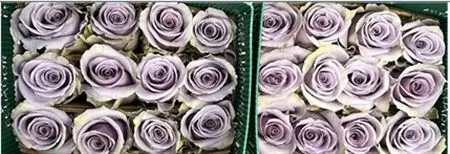Rosa Gr Ec Shocking Blue 60 cm