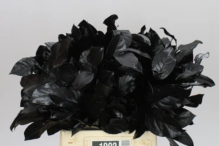 Salal Tips Black 45 cm