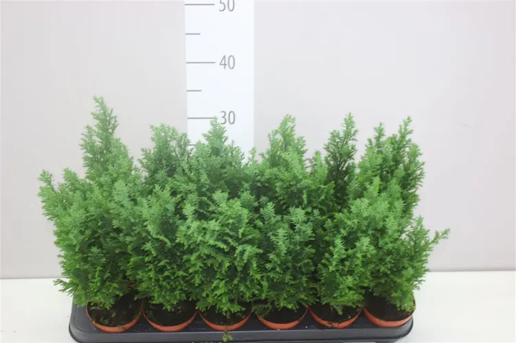 Chamaecyparis La Ellwoodii črepník 9 cm