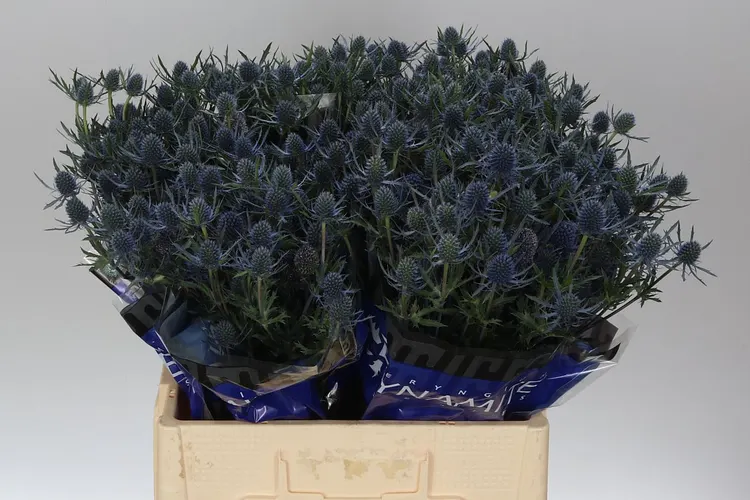 Eryngium Blue Dynamite 60 cm