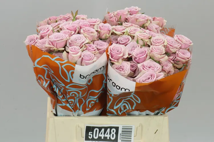 Rosa Tr Leila 40 cm