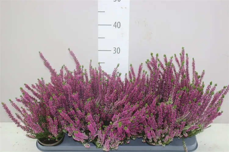 Calluna Beauty Ladies Lila črepník 9,5 cm
