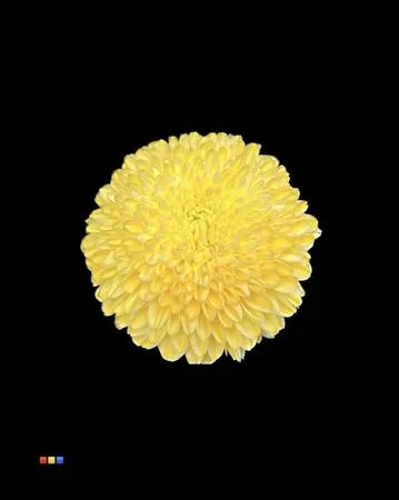 Chr G Superbowl Yellow 80 cm